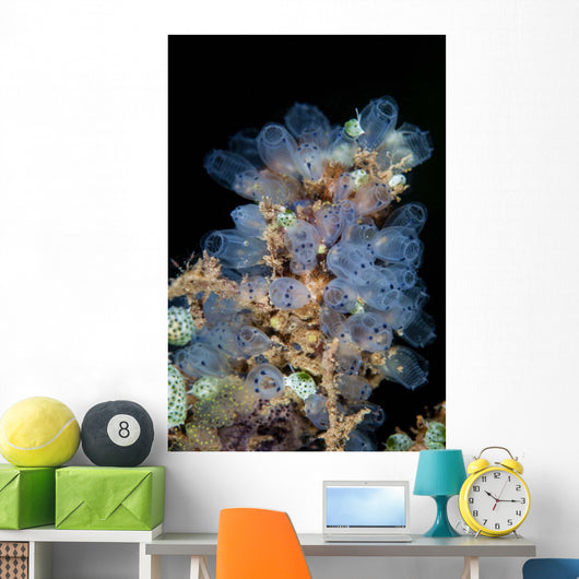 Colorful Tunicates Grow Reef Wall Decal