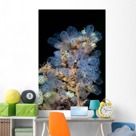 Colorful Tunicates Grow Reef Wall Decal