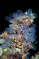 Colorful Tunicates Grow Reef Wall Decal
