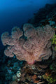 Large Soft Coral Colony Wall Decal Design 2