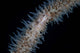 Wire Coral Goby Cirripathes Wall Decal Design 2