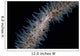 Wire Coral Goby Cirripathes Wall Decal Design 2