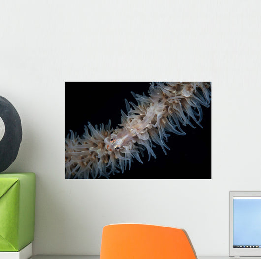 Wire Coral Goby Cirripathes Wall Decal Design 1
