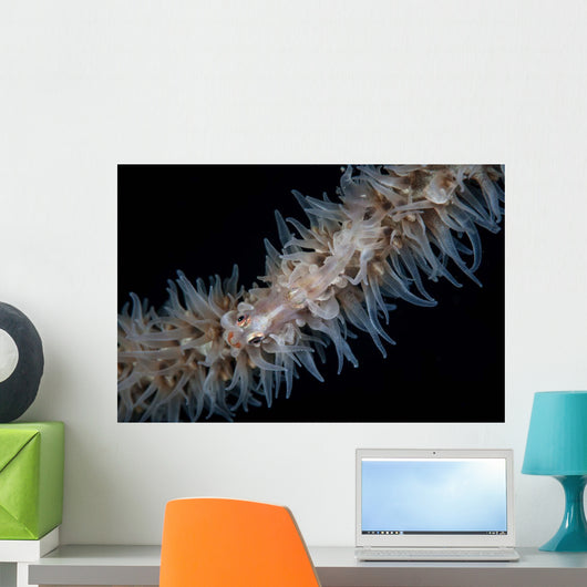 Wire Coral Goby Cirripathes Wall Decal Design 1