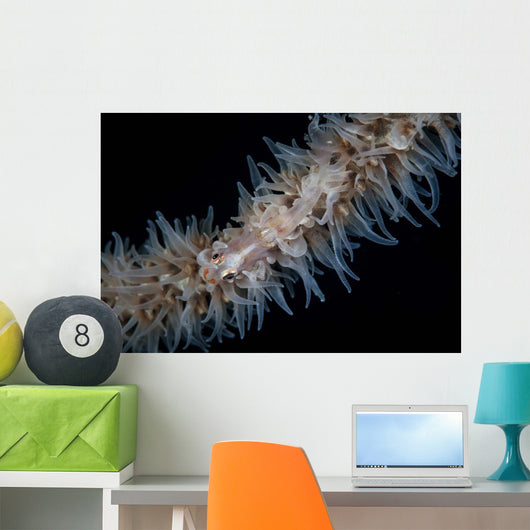 Wire Coral Goby Cirripathes Wall Decal Design 1