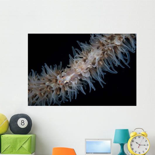 Wire Coral Goby Cirripathes Wall Decal Design 1