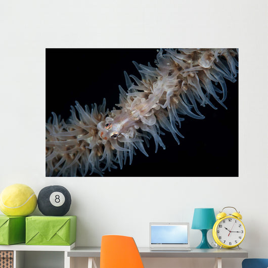 Wire Coral Goby Cirripathes Wall Decal Design 1
