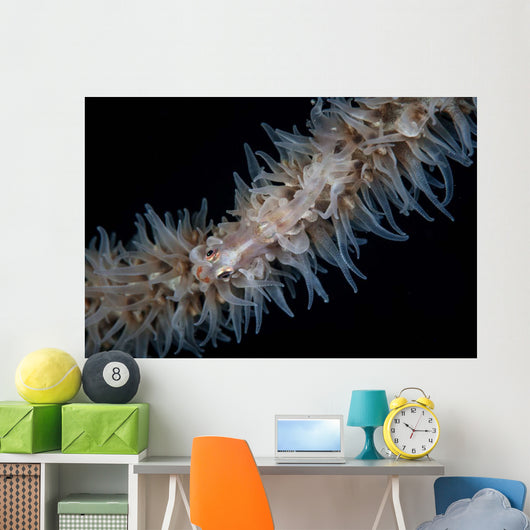 Wire Coral Goby Cirripathes Wall Decal Design 1