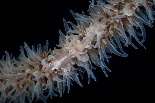 Wire Coral Goby Cirripathes Wall Decal Design 1