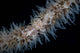 Wire Coral Goby Cirripathes Wall Decal Design 1