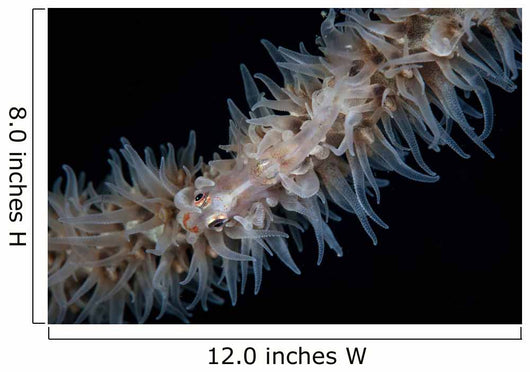 Wire Coral Goby Cirripathes Wall Decal Design 1