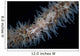 Wire Coral Goby Cirripathes Wall Decal Design 1