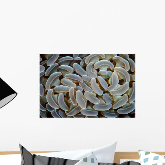 Anchor Coral Grows Reef Wall Decal