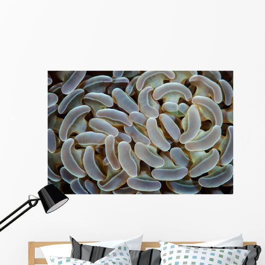 Anchor Coral Grows Reef Wall Decal
