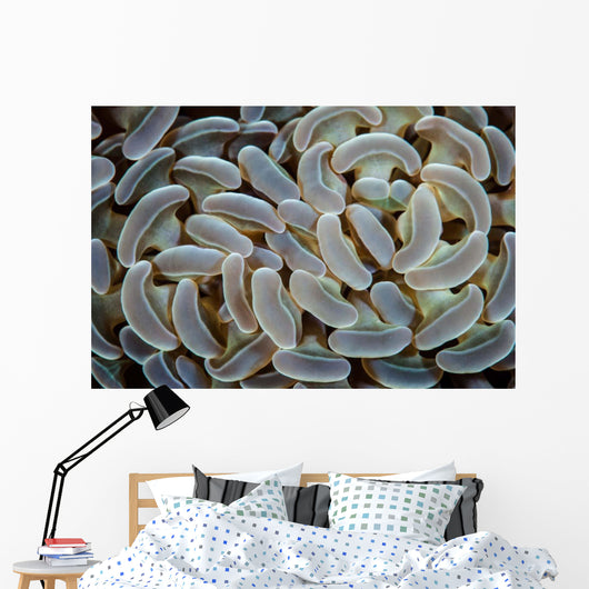 Anchor Coral Grows Reef Wall Decal