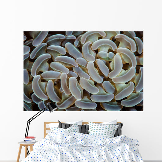 Anchor Coral Grows Reef Wall Decal