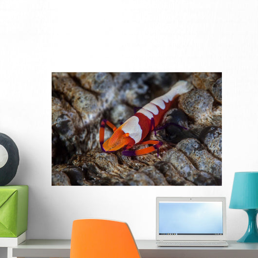Colorful Emperor Shrimp Sits Wall Decal Design 2