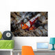 Colorful Emperor Shrimp Sits Wall Decal Design 2