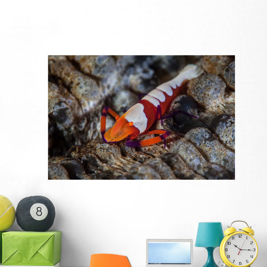Colorful Emperor Shrimp Sits Wall Decal Design 2
