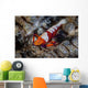 Colorful Emperor Shrimp Sits Wall Decal Design 2