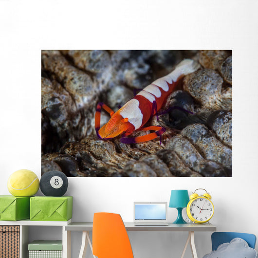 Colorful Emperor Shrimp Sits Wall Decal Design 2