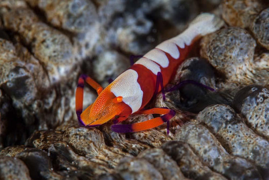 Colorful Emperor Shrimp Sits Wall Decal Design 2