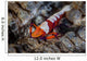 Colorful Emperor Shrimp Sits Wall Decal Design 2