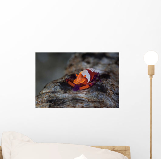 Colorful Emperor Shrimp Sits Wall Decal Design 1