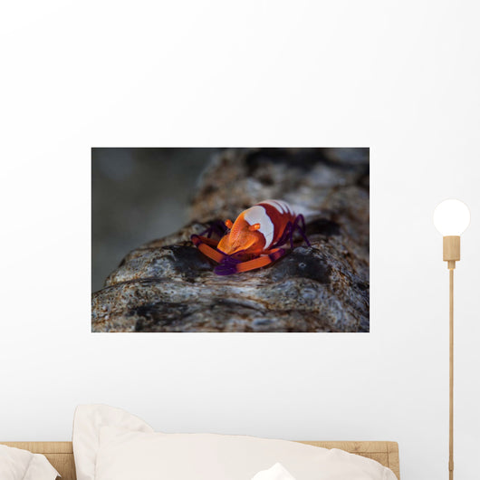 Colorful Emperor Shrimp Sits Wall Decal Design 1