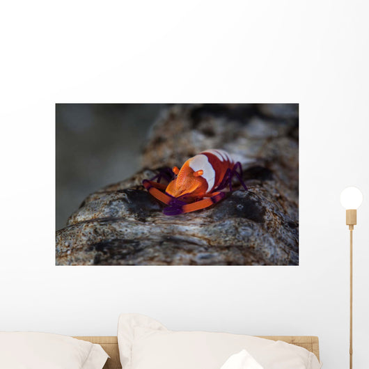 Colorful Emperor Shrimp Sits Wall Decal Design 1
