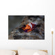 Colorful Emperor Shrimp Sits Wall Decal Design 1