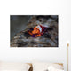 Colorful Emperor Shrimp Sits Wall Decal Design 1