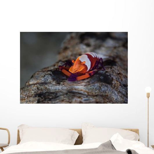 Colorful Emperor Shrimp Sits Wall Decal Design 1
