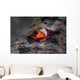 Colorful Emperor Shrimp Sits Wall Decal Design 1
