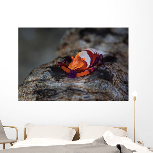 Colorful Emperor Shrimp Sits Wall Decal Design 1
