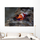 Colorful Emperor Shrimp Sits Wall Decal Design 1