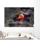 Colorful Emperor Shrimp Sits Wall Decal Design 1