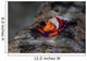 Colorful Emperor Shrimp Sits Wall Decal Design 1