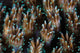 Polyps Galaxea Coral Colony Wall Decal