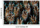 Polyps Galaxea Coral Colony Wall Decal