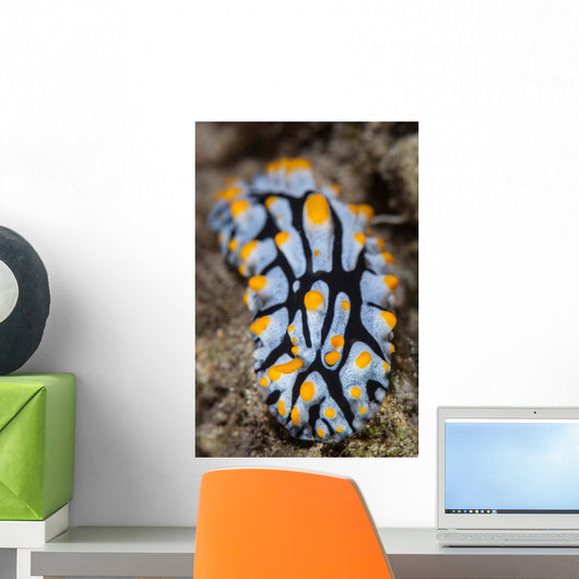 Toxic Nudibranch Crawls Slowly Wall Decal
