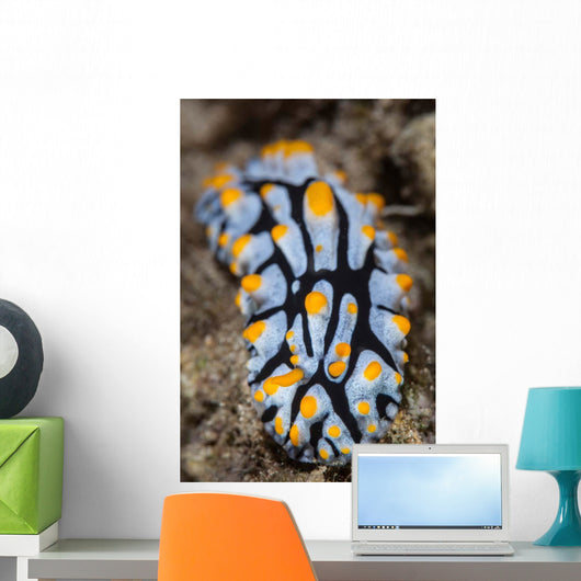 Toxic Nudibranch Crawls Slowly Wall Decal