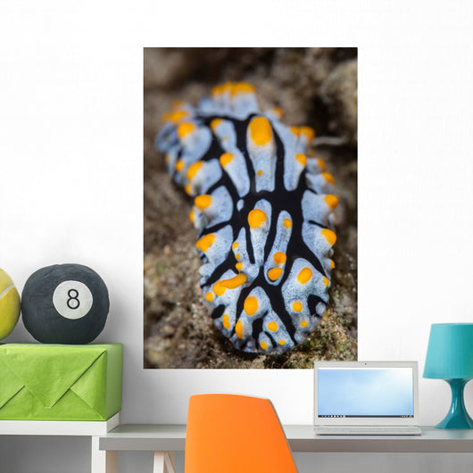 Toxic Nudibranch Crawls Slowly Wall Decal