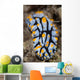 Toxic Nudibranch Crawls Slowly Wall Decal