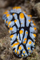 Toxic Nudibranch Crawls Slowly Wall Decal