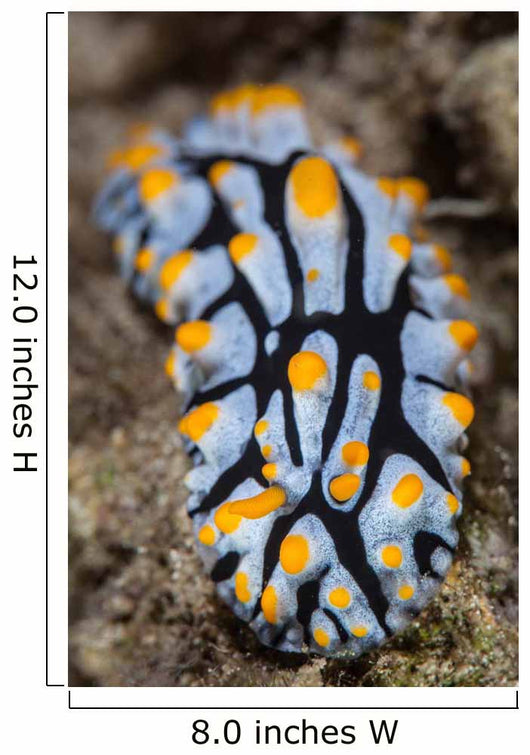 Toxic Nudibranch Crawls Slowly Wall Decal