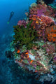 Diver Hovers above Colorful Wall Decal