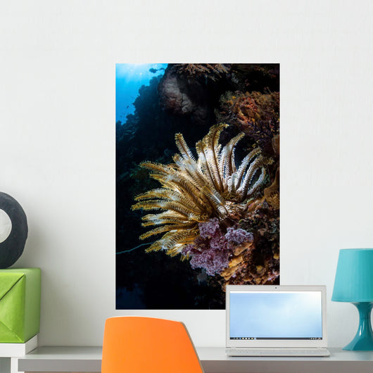 Colorful Crinoid Komodo National Wall Decal Design 3