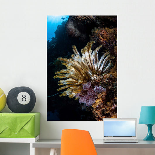 Colorful Crinoid Komodo National Wall Decal Design 3