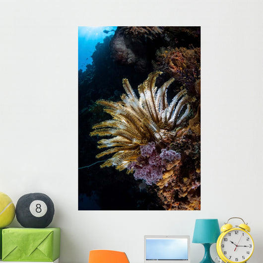Colorful Crinoid Komodo National Wall Decal Design 3